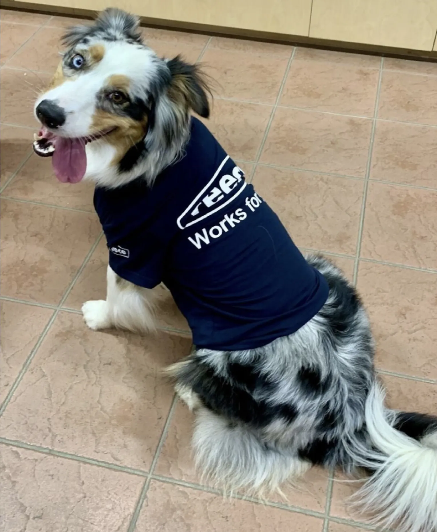 An Australian Shepherd sitting on a tiled floor wearing a navy “Reece Works for you” t-shirt